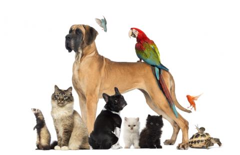 Britannia can help with transportation of your pets to your new home in California