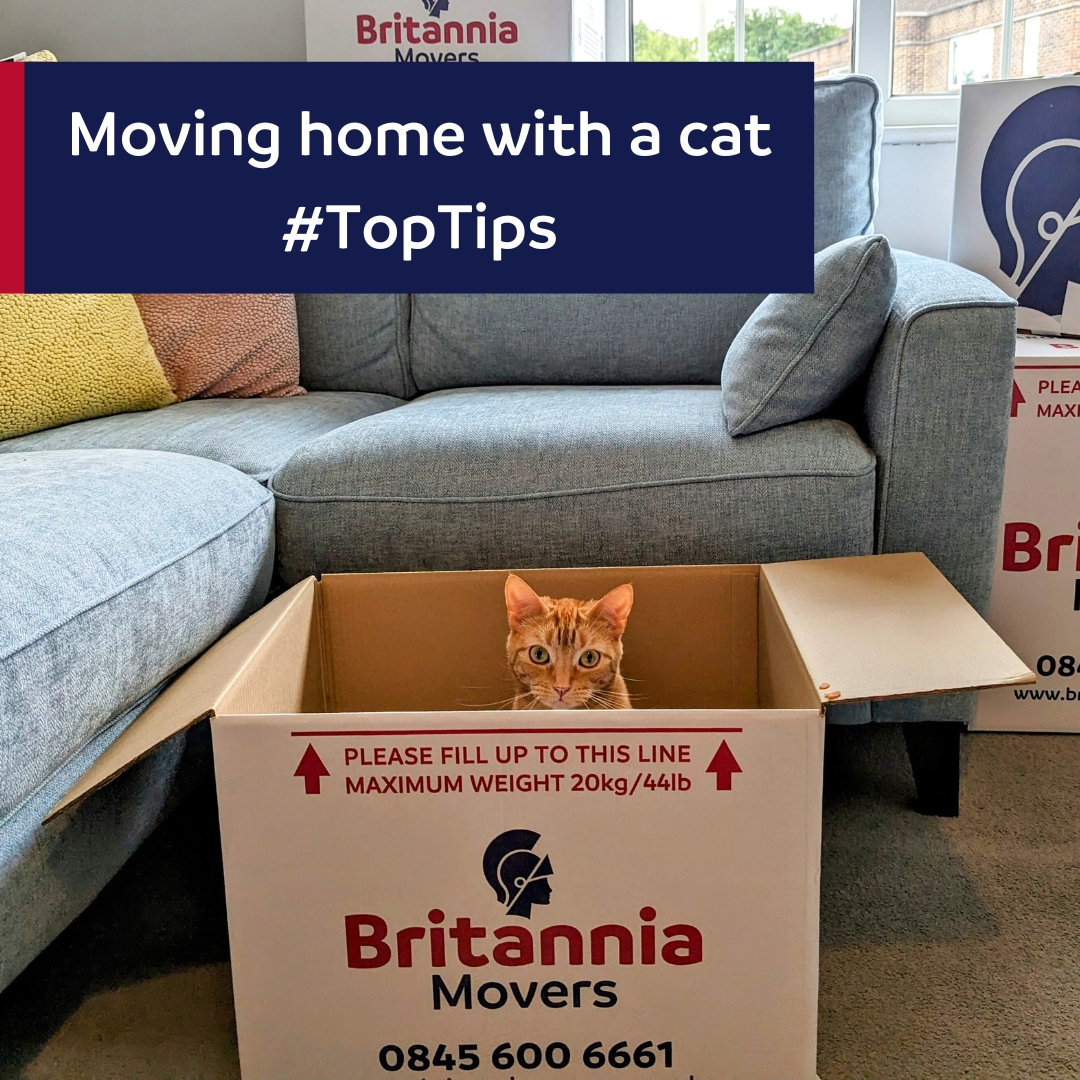 Top Tips for Moving Home with Cats - Britannia Movers International